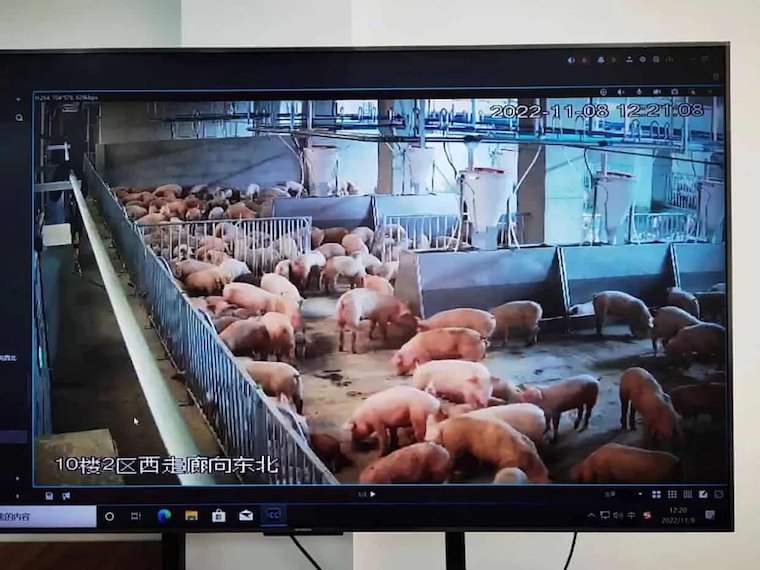 largest Pig factory