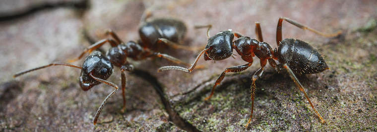 two Ants