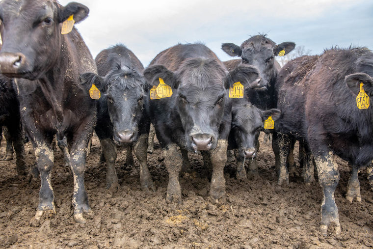 muddy Cows