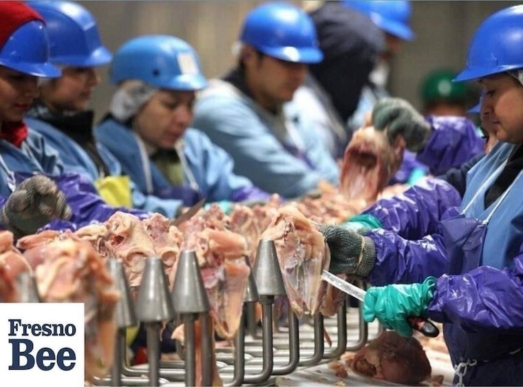 'processing' Chickens