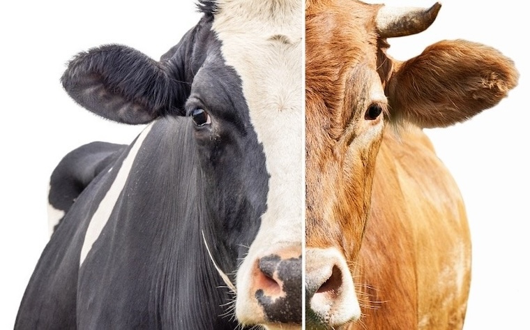 cow faces