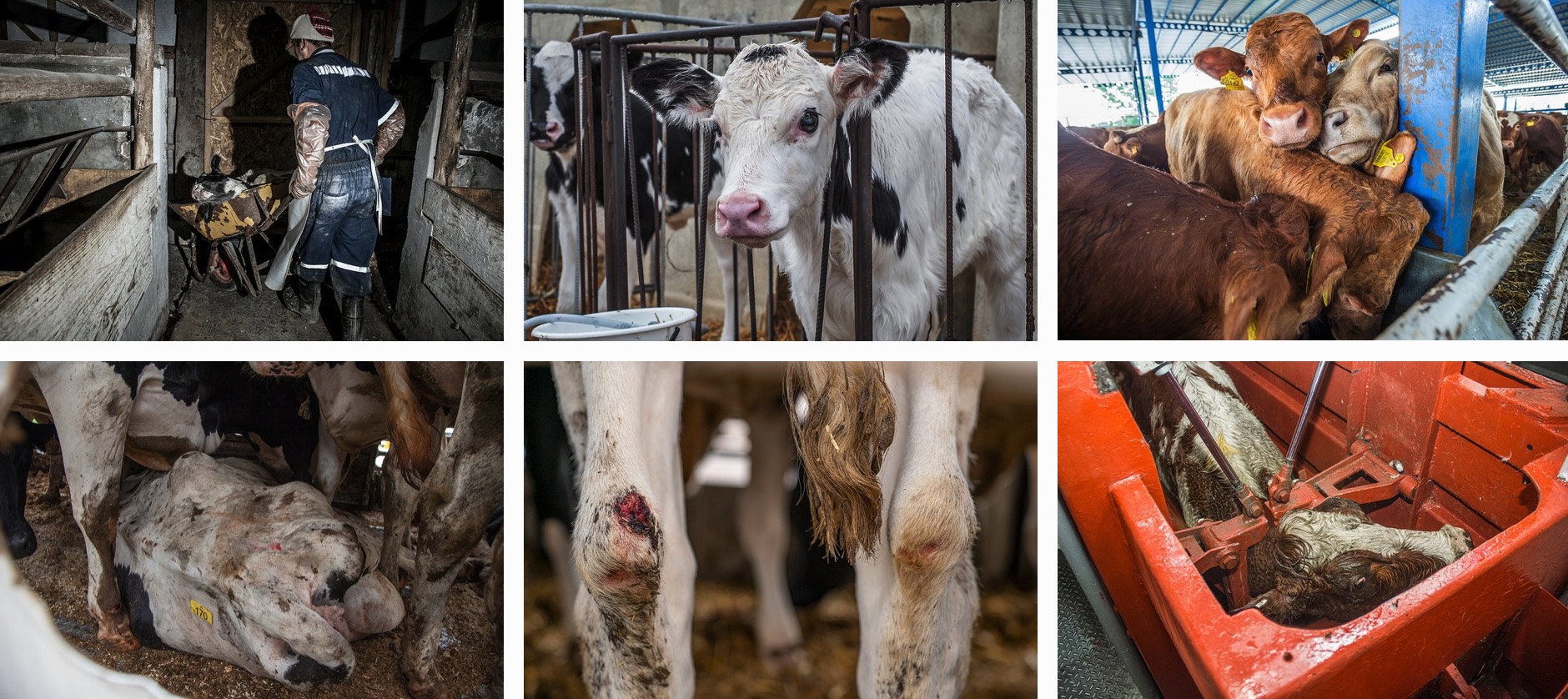 cow faces