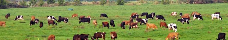 grazing Cattle