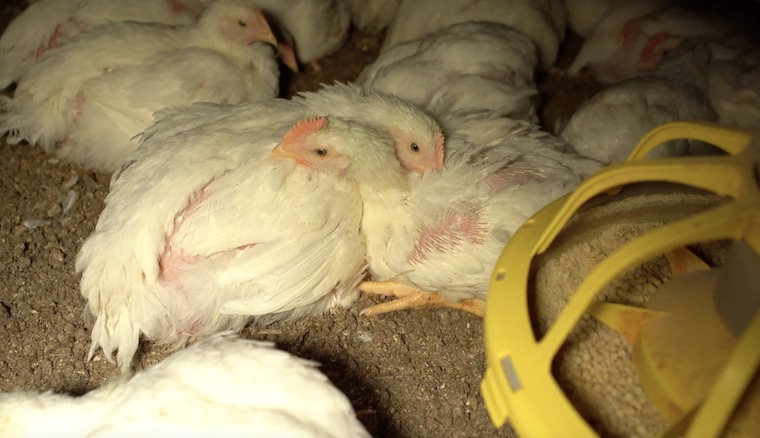 Chickens Bella Freddie