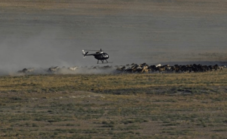 helicopter wild horse roundups