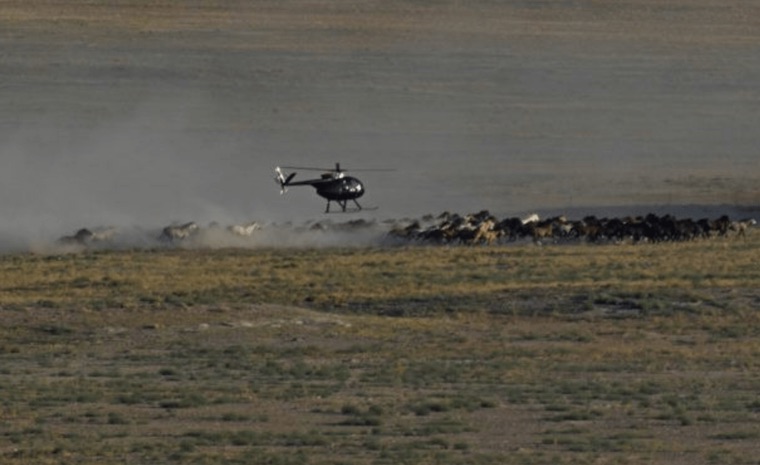 helicopter wild horse roundups