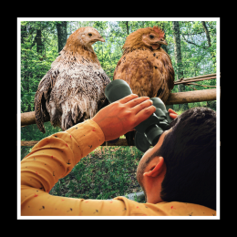 chickens and human with binoculars