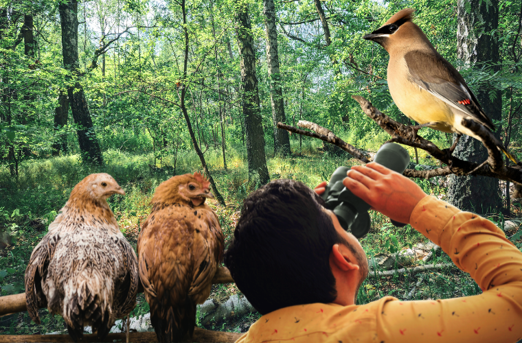 chickens, cedar waxwing, and person with binoculars