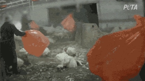 abusing Turkeys