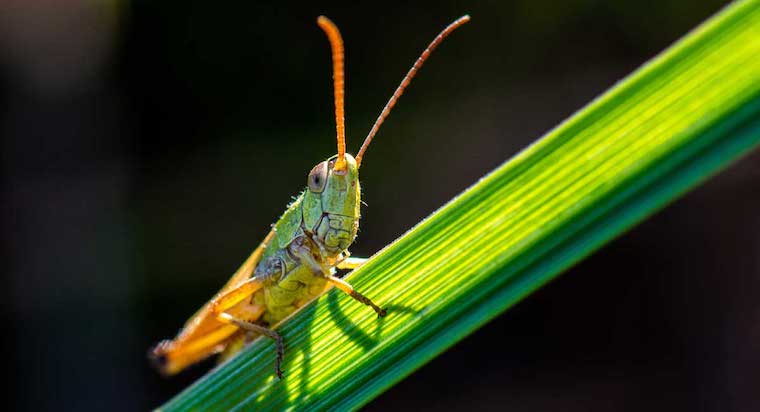 grasshopper