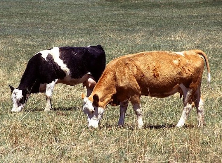 grazing Cattle