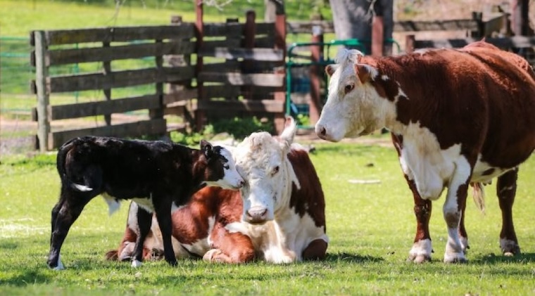 Cows and Calf