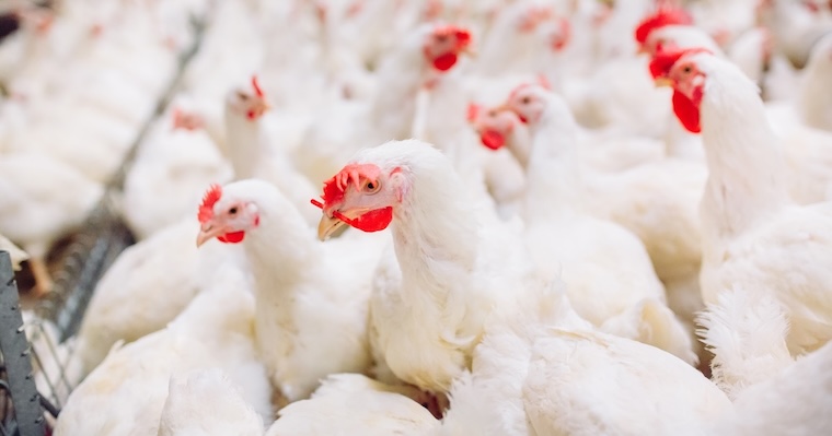 warehoused Chickens