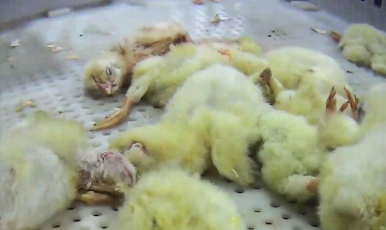 mangled hatchery Chicks