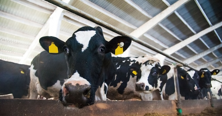 enslaved Cows