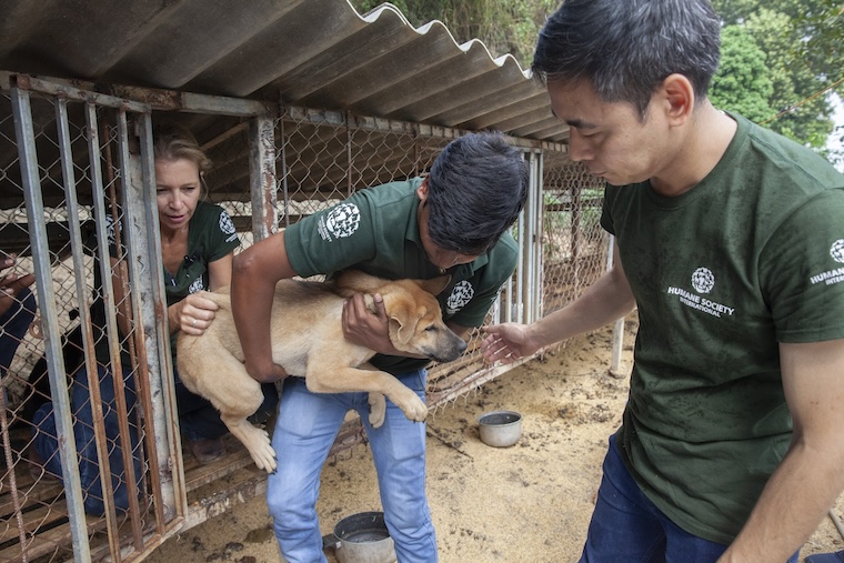 rescued dogs