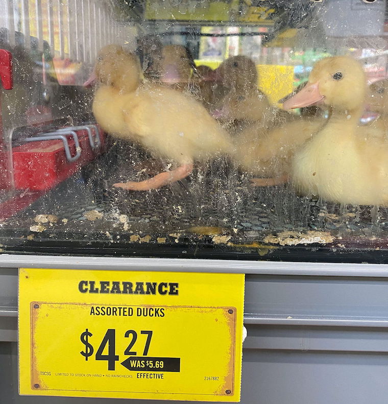 selling Chicks Ducklings