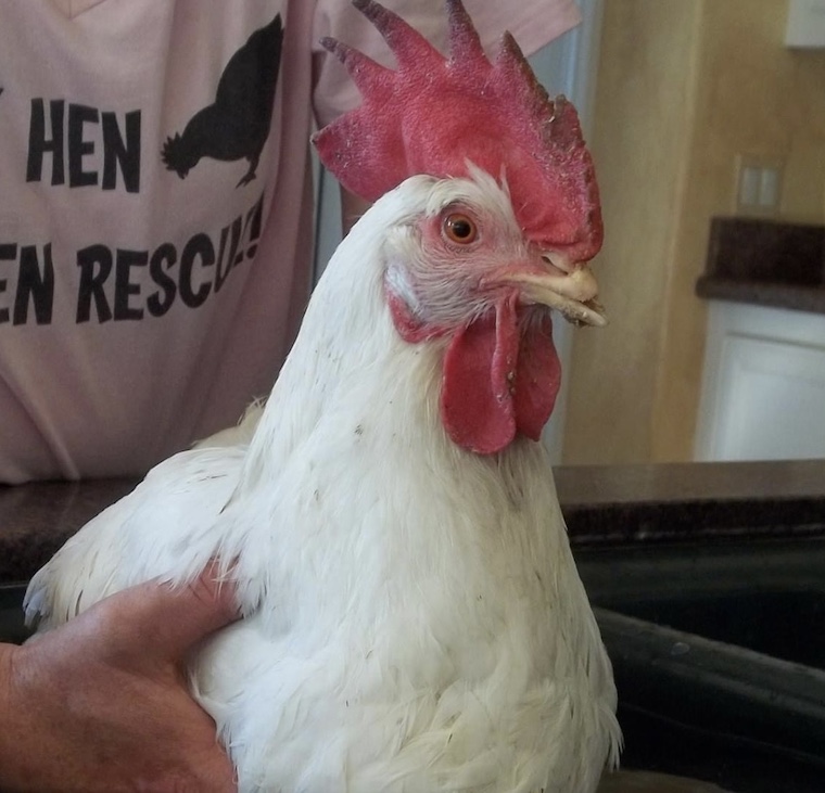 Hen Dina