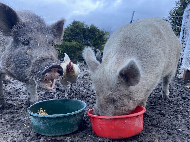 Pigs Lisa Lucy