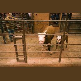 terrified Cow and Calf