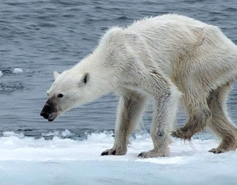 starving Polar Bear
