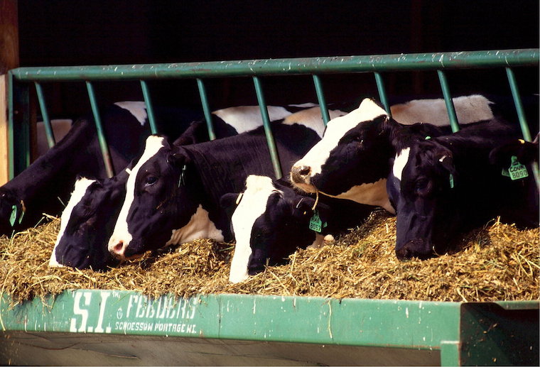 captive Cows