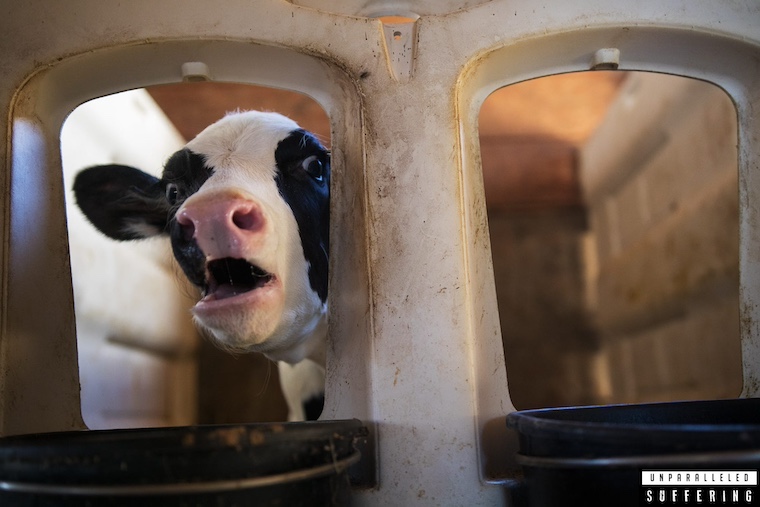 an isolated calf