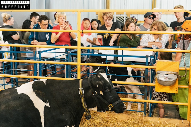 cow and calf at fair