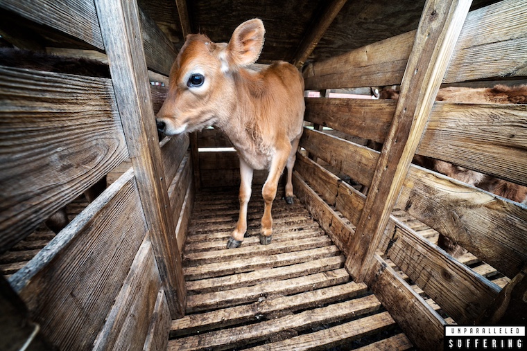 calf in small crate