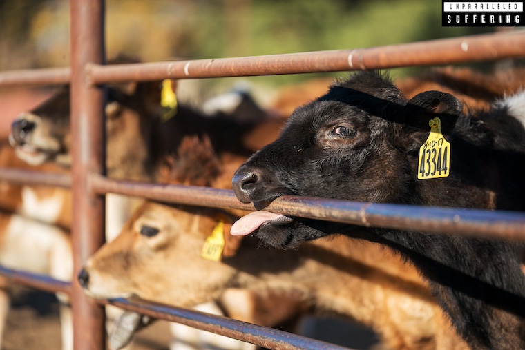 cow biting bar