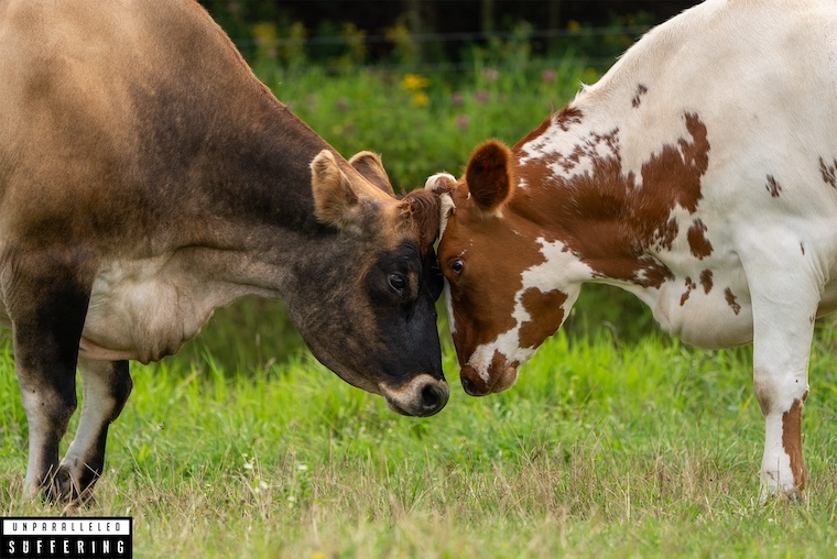 two cow friends at Farm Sanctuary