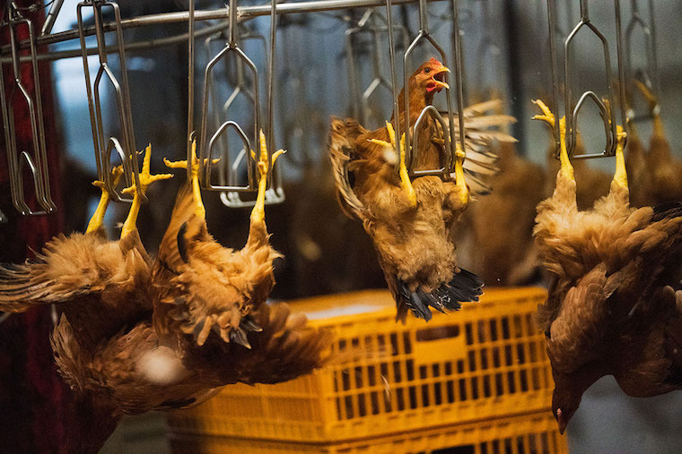 live Animal market