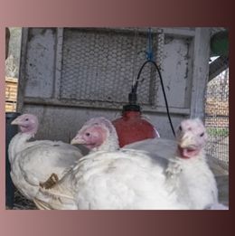 farmed Turkeys
