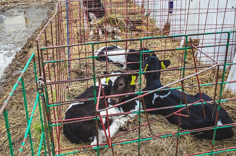 motherless calves