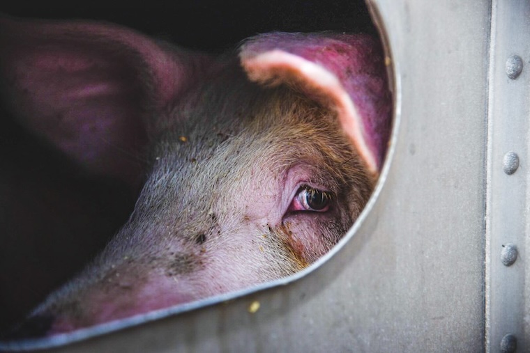 pig transport