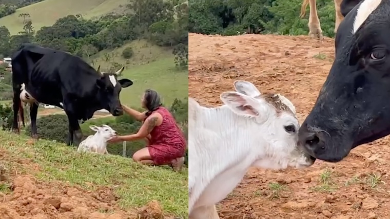 cow and calf