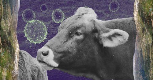 cows, virus, and hills