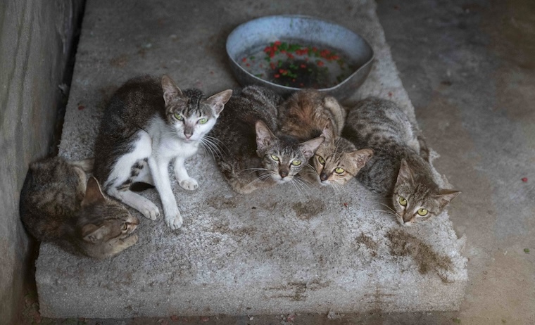 cat meat farm
