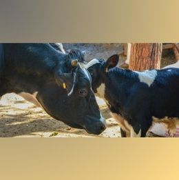 Cow and Calf