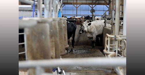 Public Health Experts Raise Concerns About State of Bird Flu Testing