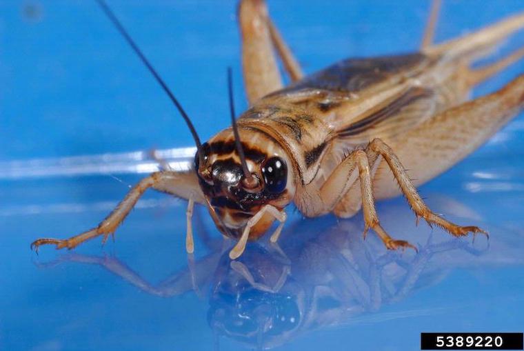 house Cricket
