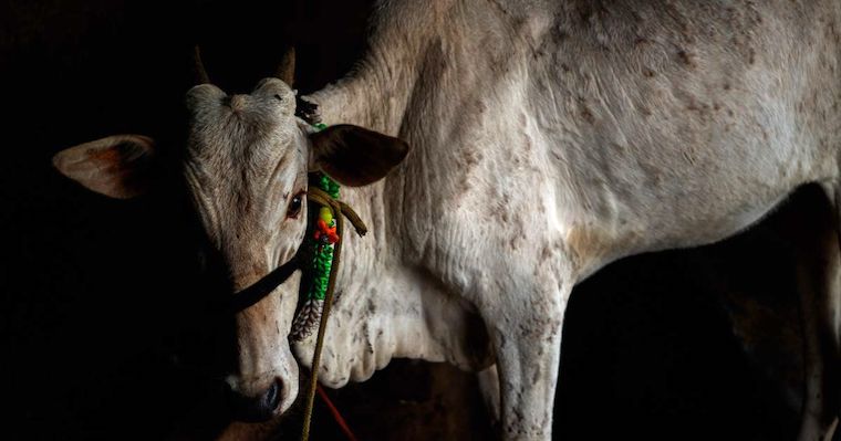 Indian dairy Cow
