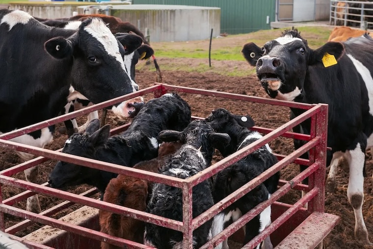 mother-child cow-calf
