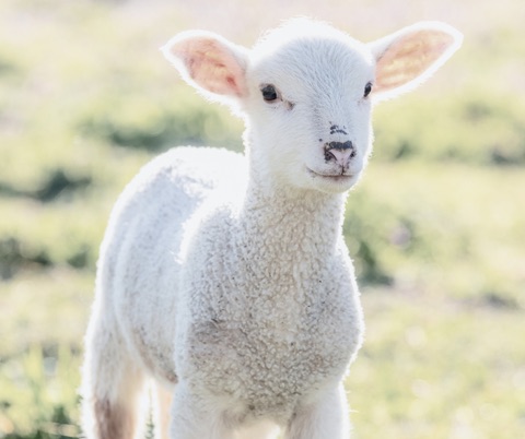 Lamb Molly