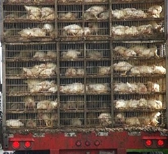 transport truck
