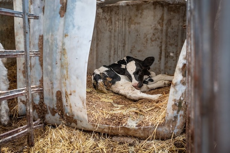motherless Calf