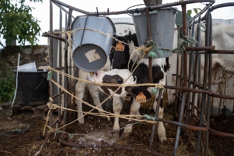 motherless Calves