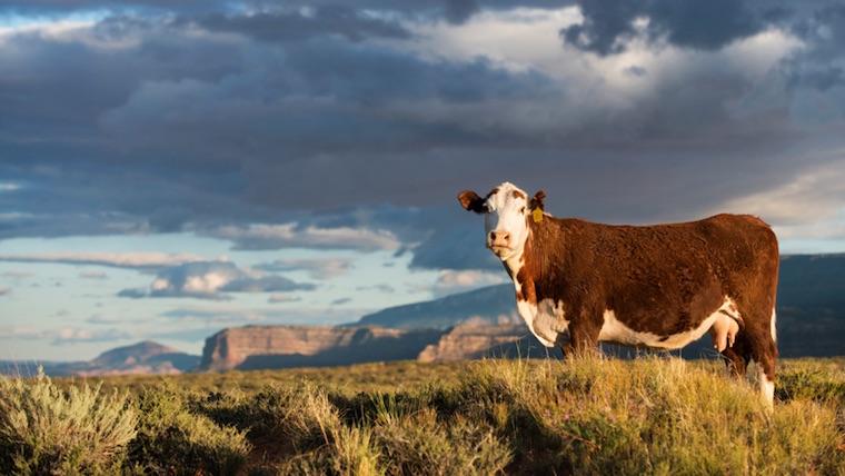 grazing Cow