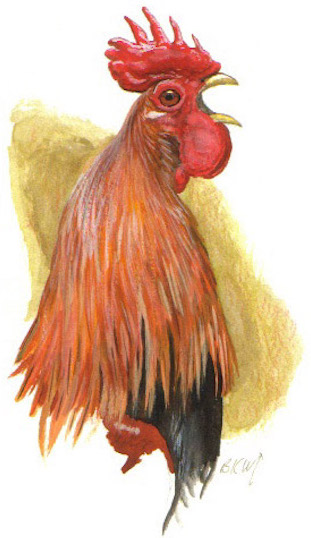 Red Jungle Fowl