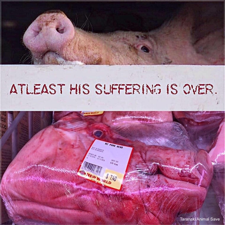 pig's head